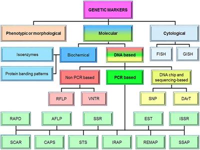 Genetic Diversity, QTL Mapping, and Marker-Assisted Selection Technology in Cotton (Gossypium spp.)